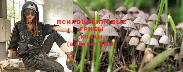 PSILOCYBIN Зеленодольск